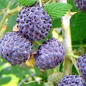 Mysore Raspberry Self Fertile LIVE Perennial Starter Plant
