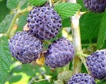 May include: Close-up of a cluster of ripe, dark purple berries, possibly black raspberries, growing on a green-leafed plant. The berries have a textured surface and are clustered together. The image is well-lit, highlighting the details of the fruit.