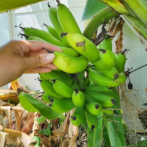 Dwarf Cavendish Banana LIVE Tropical Fruit Tree Plant - Musa acuminata