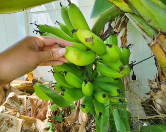 Dwarf Cavendish Banana LIVE Tropical Fruit Tree Plant - Musa acuminata