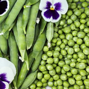 Green Arrow Pea Seeds – High-Yield Shelling Pea – Easy to Grow Spring Garden Seeds