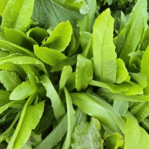 May include: A close-up of a bunch of fresh green lettuce leaves.