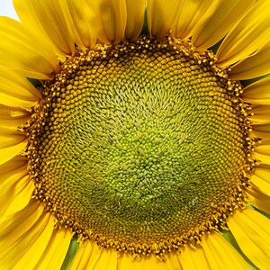 Dwarf Sunspot Sunflower Seeds - Annual Heirloom Flower Seeds