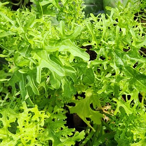 Lime Green Mizuna Seeds - Japanese Mustard Greens Heirloom Vegetable Seeds