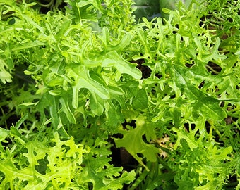 Lime Green Mizuna Seeds - Japanese Mustard Greens Heirloom Vegetable Seeds