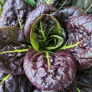 Purple Bok Choy Green Stem Hybrid Vegetable Seeds