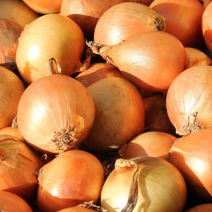 Yellow Sweet Spanish Onion Seeds – Long Day Heirloom Onion Variety