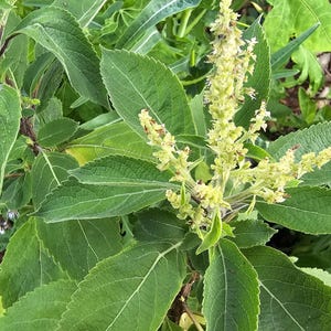 Green Holy Basil Seeds aka Rama Tulsi Seeds For The Garden