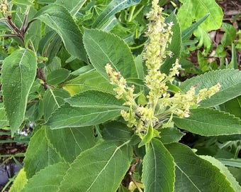 Green Holy Basil Seeds aka Rama Tulsi Seeds For The Garden