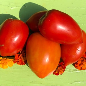 Amish Paste Heirloom Tomato Seeds Best For Sauce & Paste