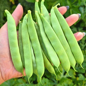 May include: A handful of fresh, vibrant green beans. The beans are long, flat, and have a smooth texture. The background is a blurred view of green foliage.