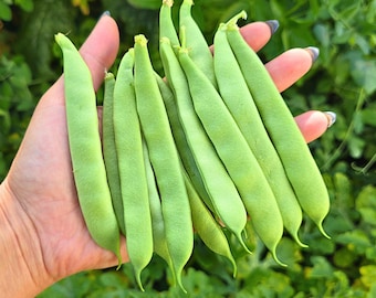 May include: A handful of fresh, vibrant green beans. The beans are long, flat, and have a smooth texture. The background is a blurred view of green foliage.