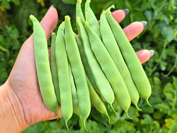 Roma II Green Bush Bean Seeds - Long & Flat Bush Beans Heirloom Vegetable Seeds