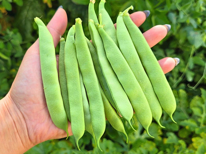May include: A collection of fresh, bright green beans. The beans are long and flat, with a smooth texture. The background is a blurred view of green foliage.