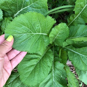 Florida Broadleaf Mustard Greens Heirloom Vegetable Seeds