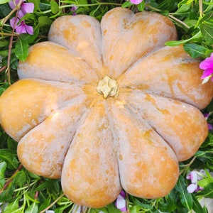 Musquee de Provence Pumpkin Heirloom Vegetable Seeds