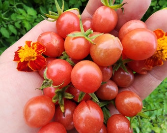 Red Everglades Tomato Florida Native Heirloom Vegetable Seeds