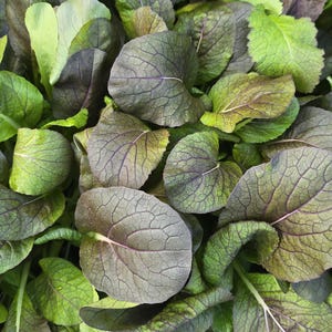 Red Hybrid Komatsuna Seeds – Heat-Tolerant, Easy to Grow Asian Green!