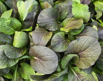Red Hybrid Komatsuna Seeds – Heat-Tolerant, Easy to Grow Asian Green!