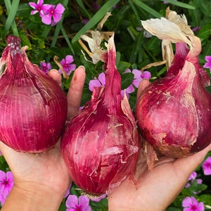 Red Grano Short Day Bulbing Onion Seeds Heirloom Red Onion Seeds