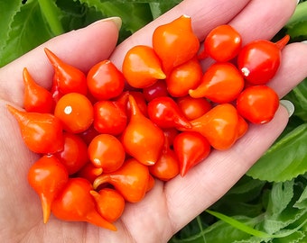 Red Biquinho aka Little Beak Sweet Pepper Seeds Heirloom Vegetable Seeds