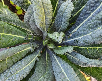 Lacinato Kale Seeds – Heirloom Dino Kale Variety