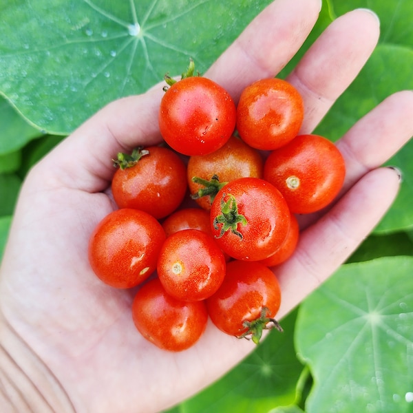 Tiny Tim Micro Dwarf Cherry Tomato - Heirloom Tomato Vegetable Seeds