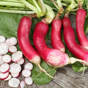 French Breakfast Radish Seeds - Heirloom Vegetable Seeds For Your Garden Or Greenstalk Garden