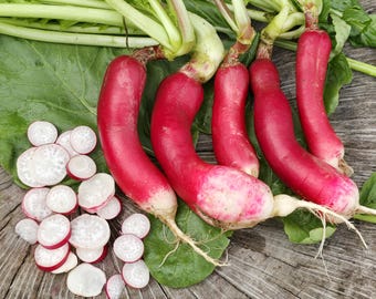 French Breakfast Radish Seeds - Heirloom Vegetable Seeds For Your Garden Or Greenstalk Garden