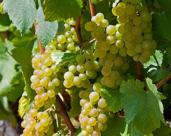 Vid Traminette – Uva híbrida para vino – Resistente al frío y a las enfermedades – Planta joven enraizada