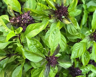 May include: Close-up of fresh basil plants with vibrant green leaves and dark purple flower clusters. The leaves have a smooth texture and the plant is in full bloom, showcasing its natural beauty. Ideal for culinary or gardening themes.