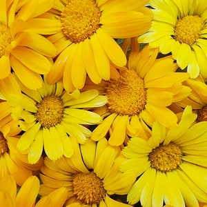 Resina Calendula Mixed Colors Annual Heirloom Flower Seeds (Yellow & Orange)