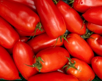 San Marzano Determinate Tomato Seeds | Italian Heirloom Tomato for Sauce & Paste