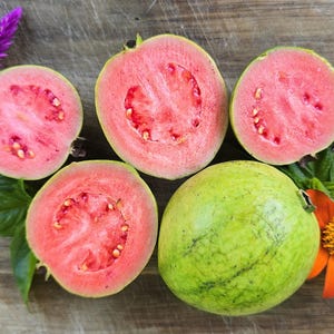 Exotic “Barbie Pink” Guava Tree – Delicious Fruit Year-Round Self-Fertile LIVE Fruit Tree Plant