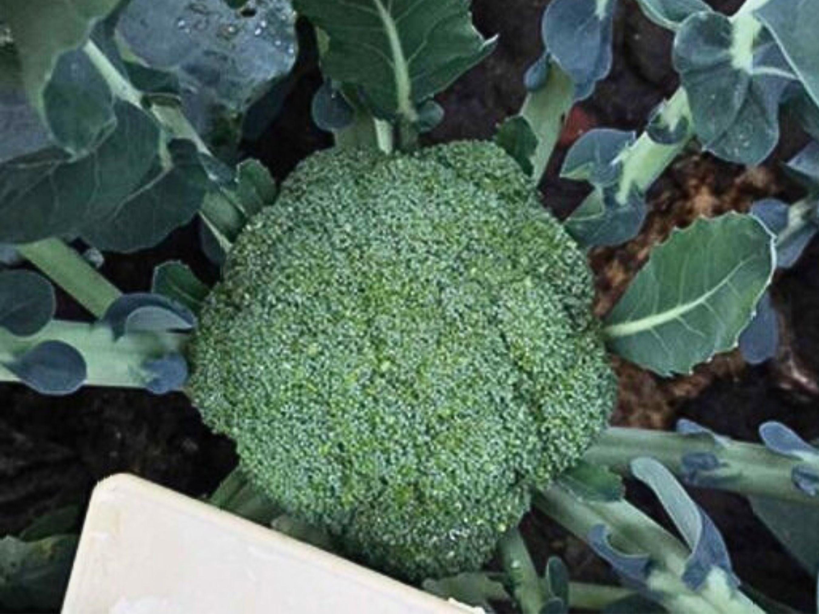 Fletcher F1 Hybrid Broccoli Seeds – Early Maturing and Heat Tolerant ...