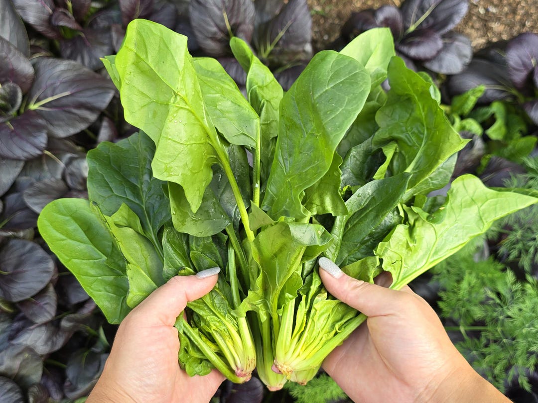 Chinese Green Arrow Spinach Seeds  Heat-tolerant & Fast-growing Bunching  Spinach - Etsy