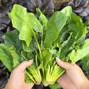 Green Arrow Chinese Spinach Seeds – Heat-Tolerant & Fast-Growing Bunching Spinach