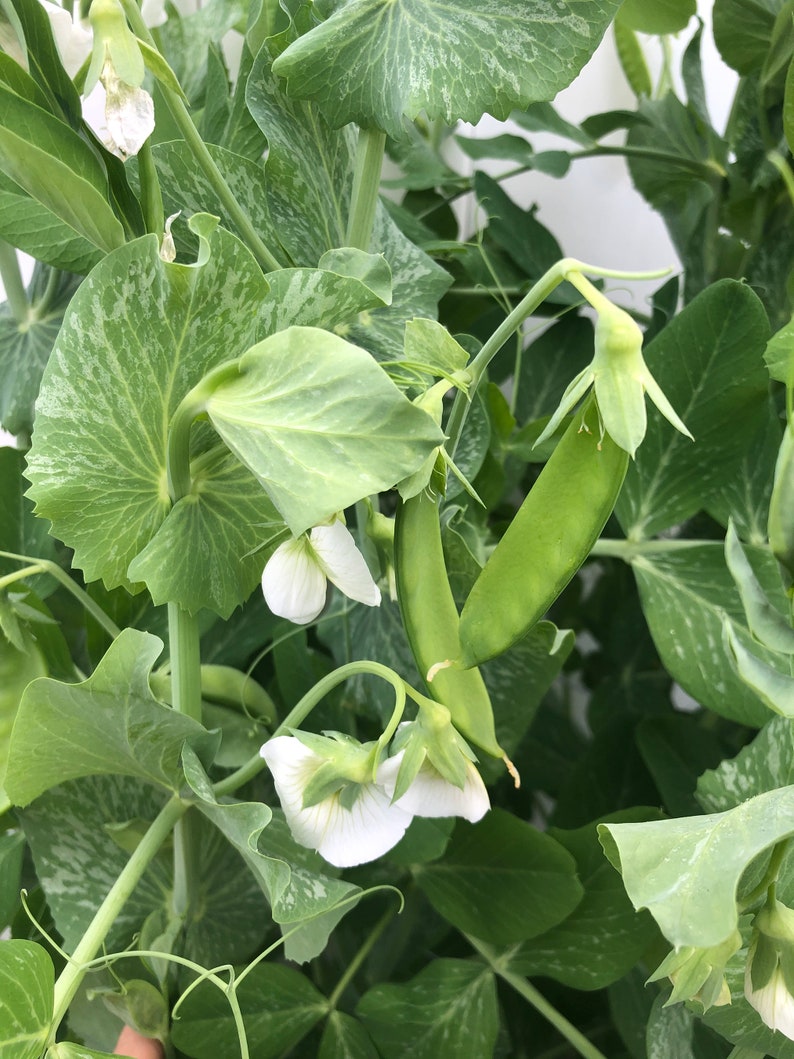 Oregon Sugar Pod II Snow Pea - Thumbnail 2