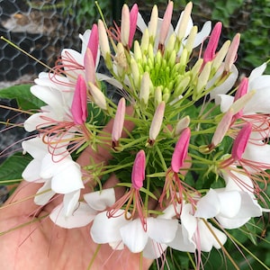 Cleome Spider Plant Mixed Colors Annual Heirloom Flower Seeds