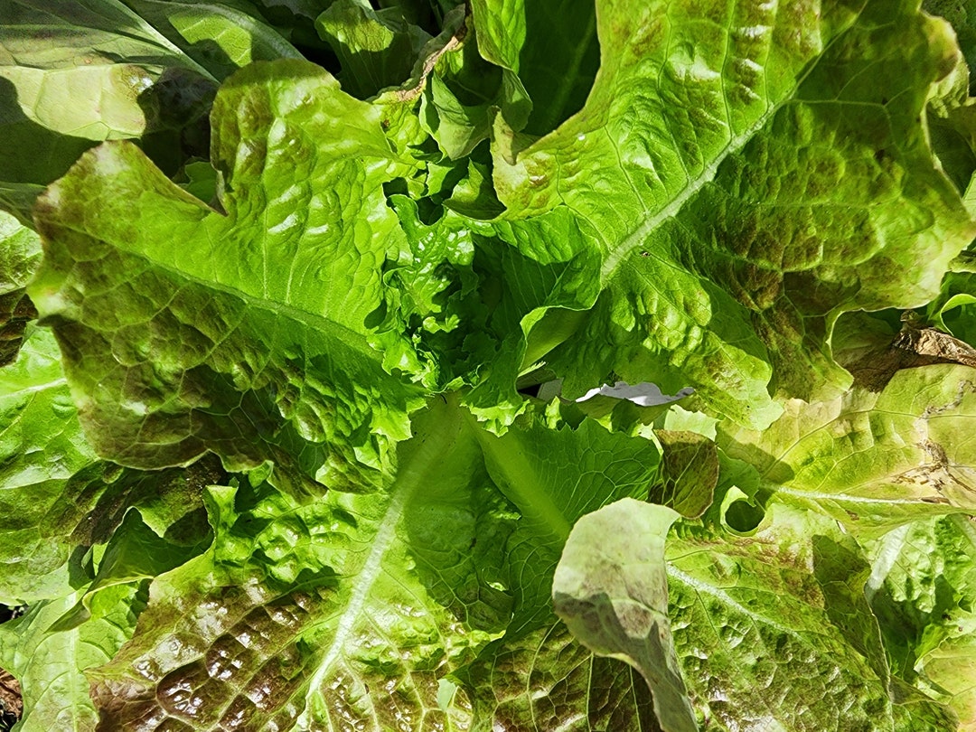 Bronze Butterhead Lettuce Heirloom Vegetable Seeds Etsy
