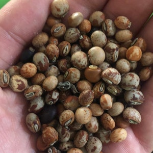 Pigeon Peas aka Guandules Heirloom Vegetable Seeds