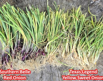 Short Day Sweet Onion Live Transplant Bundles - Texas Legend Yellow Sweet Onion & Southern Belle Red Onion