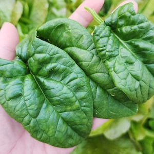 Bloomsdale Spinach Heirloom Vegetable Seeds