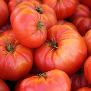May include: A close-up shot of a pile of ripe, red tomatoes. The tomatoes have a slightly ribbed texture and green stems. The color ranges from a deep red to a lighter orange-red, indicating ripeness. The tomatoes are piled closely together.