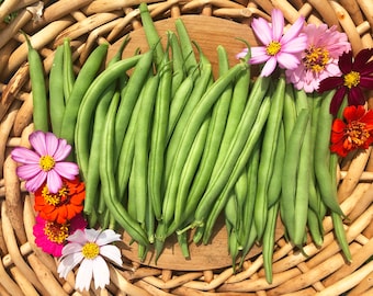 Harvester Green Bush Beans Heirloom Vegetable Seeds