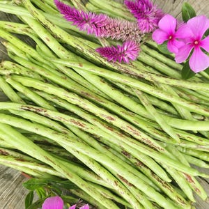Thai Soldier Long Beans Heirloom Vegetable Seeds