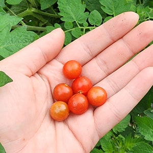 Hawaiian Currant Heirloom Tomato Vegetable Seeds