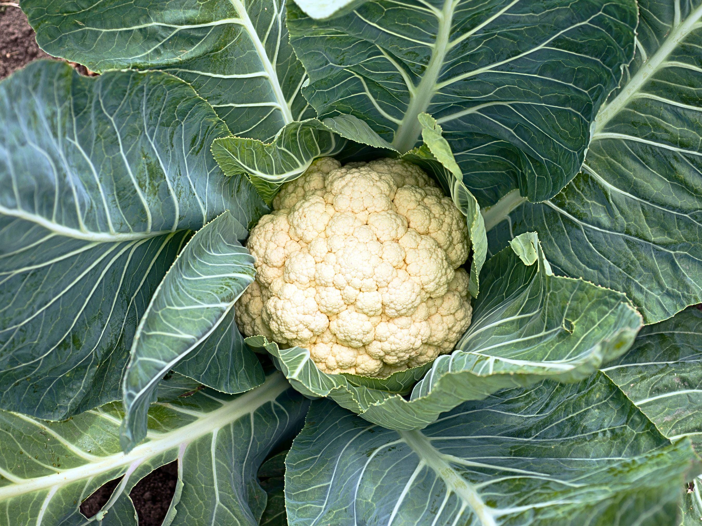 Fujiyama F1 Hybrid Cauliflower – Heat-tolerant Sub Tropical