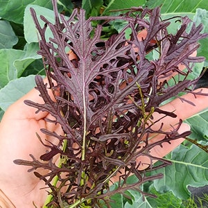 Red Mizuna Japanese Mustard Greens Heirloom Vegetable Seeds