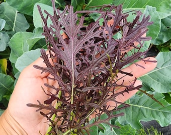 Red Mizuna Japanese Mustard Greens Heirloom Vegetable Seeds